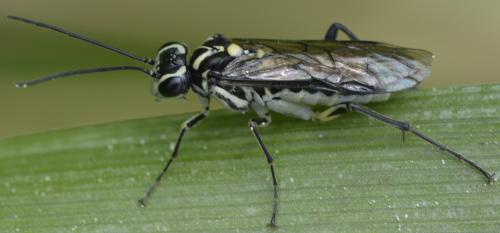 Réf. 281 956 : Pachyprotasis rapae